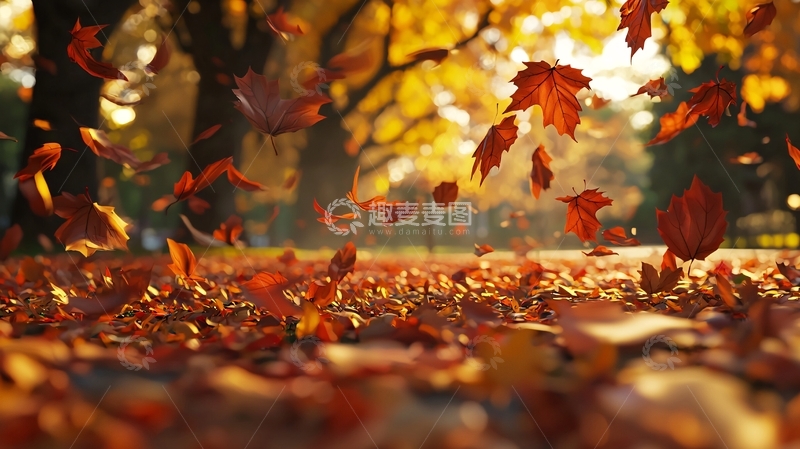 高清大图下载【趣麦麦图】秋日落叶纷飞