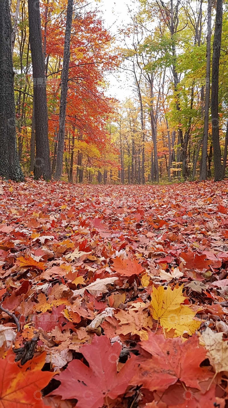 高清大图下载【趣麦麦图】秋叶小路