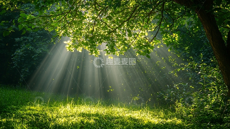 高清大图下载【趣麦麦图】阳光穿过树林草地