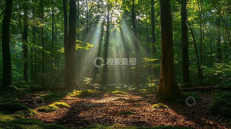 高清大图下载【趣麦麦图】阳光穿过森林的景象