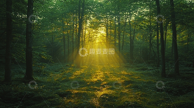 高清大图下载【趣麦麦图】森林阳光穿透