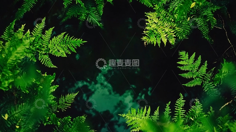 高清大图下载【趣麦麦图】蕨类植物
