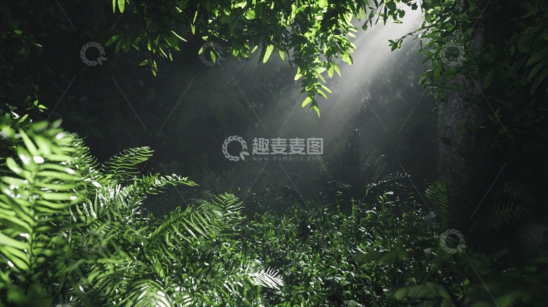 高清大图下载【趣麦麦图】光线透过树林