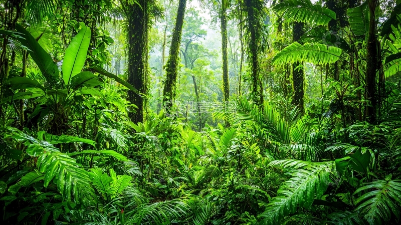 高清大图下载【趣麦麦图】热带雨林深处景色
