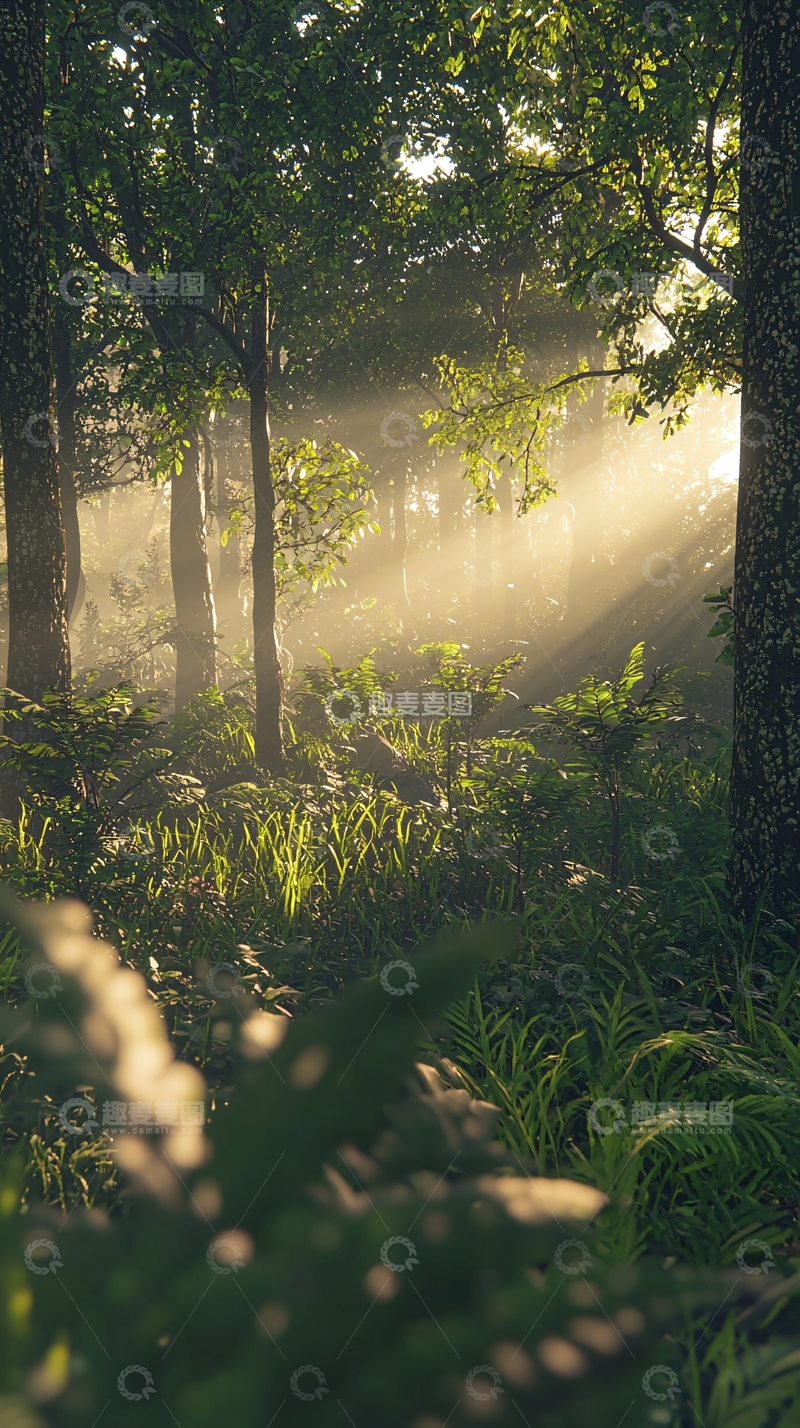 高清大图下载【趣麦麦图】阳光透过树林