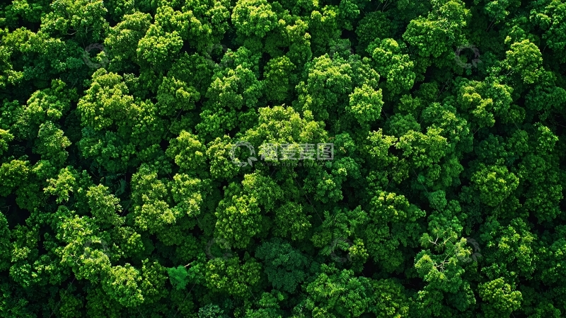 高清大图下载【趣麦麦图】高空俯瞰郁郁葱葱的森林