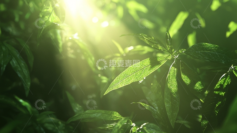 高清大图下载【趣麦麦图】阳光透过树叶