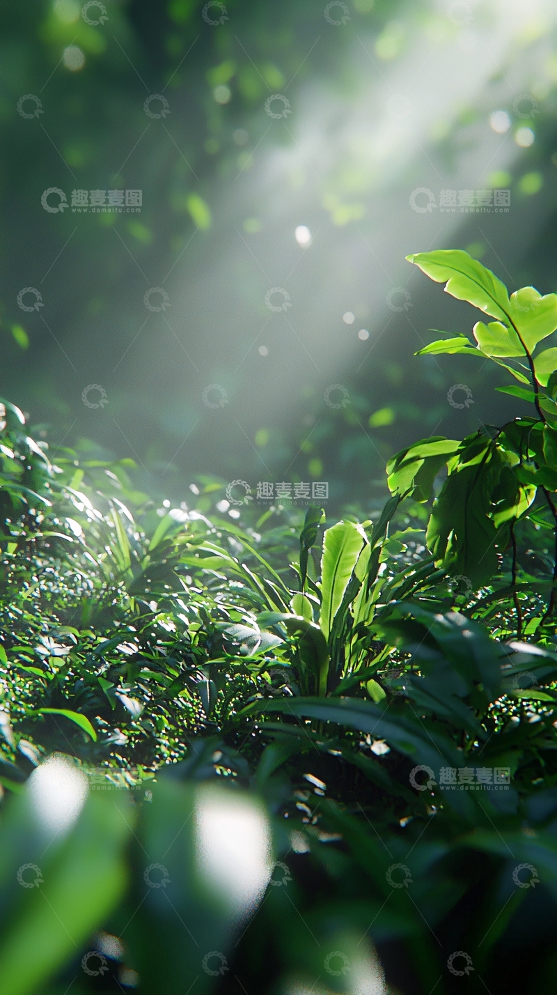 高清大图下载【趣麦麦图】阳光透过树林