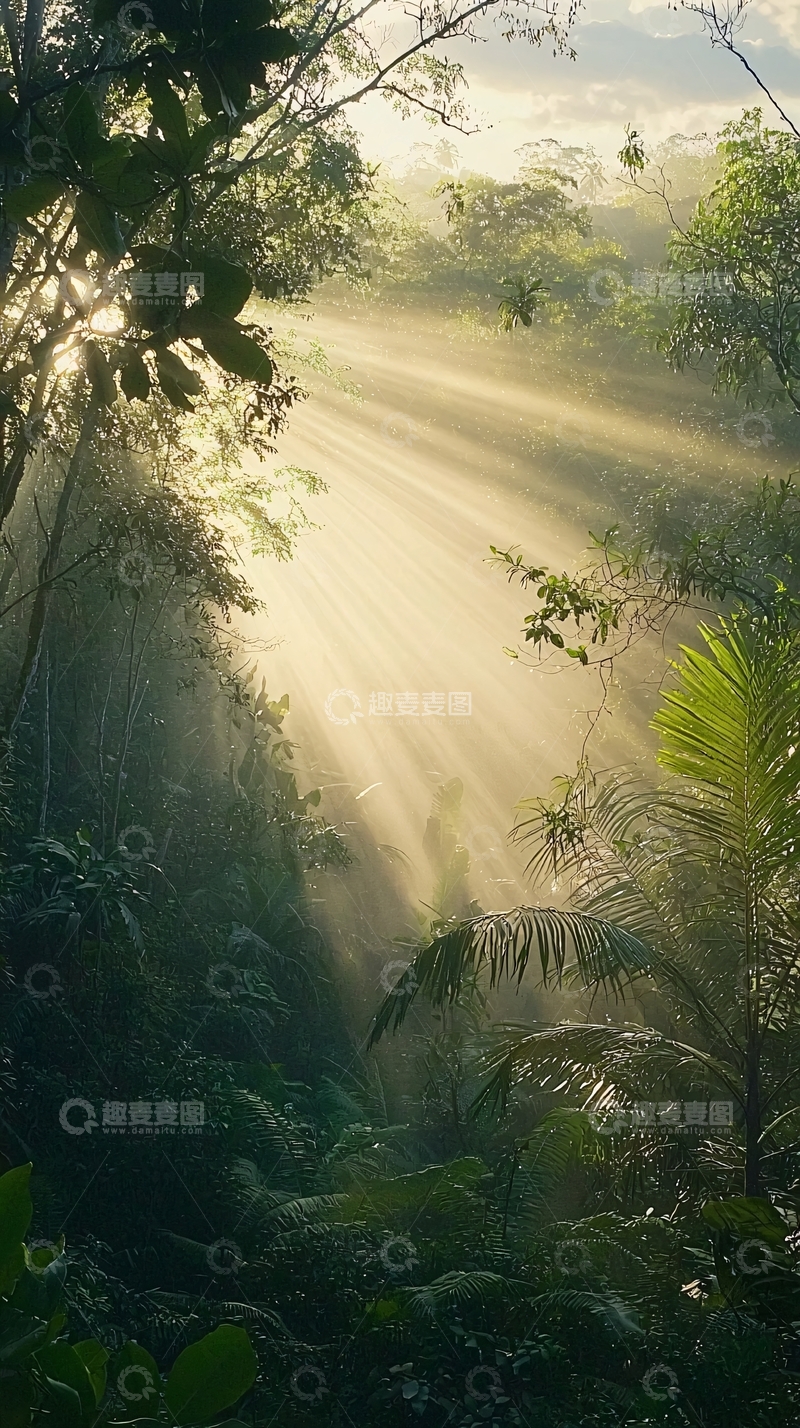 高清大图下载【趣麦麦图】阳光透过树林