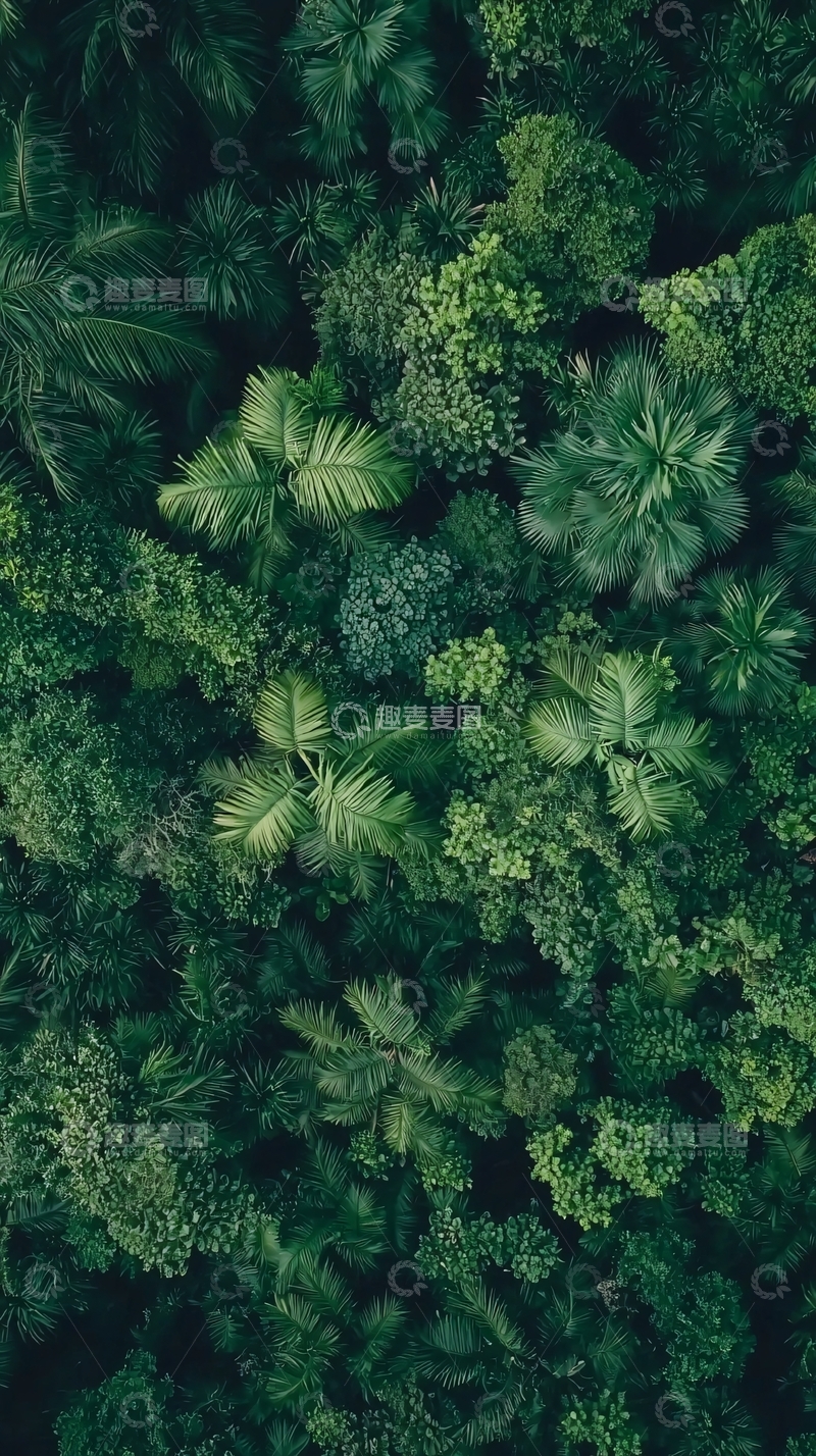高清大图下载【趣麦麦图】俯瞰热带雨林