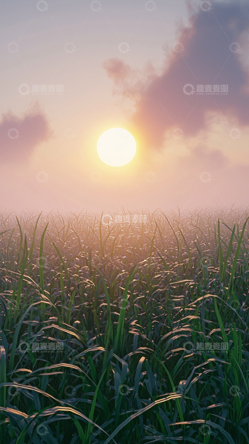 高清大图下载【趣麦麦图】日出雾气弥漫的草地