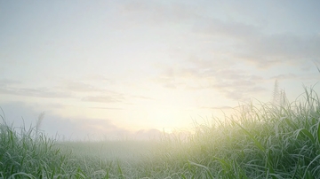 清晨阳光下的青草地