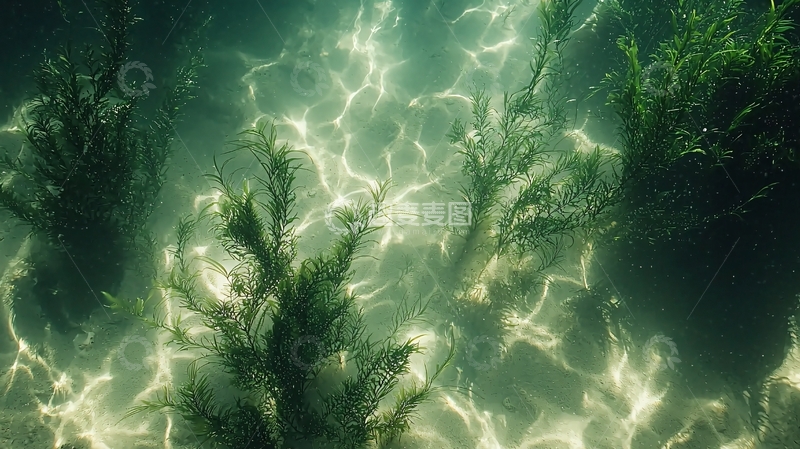 高清大图下载【趣麦麦图】水下光影下的植物