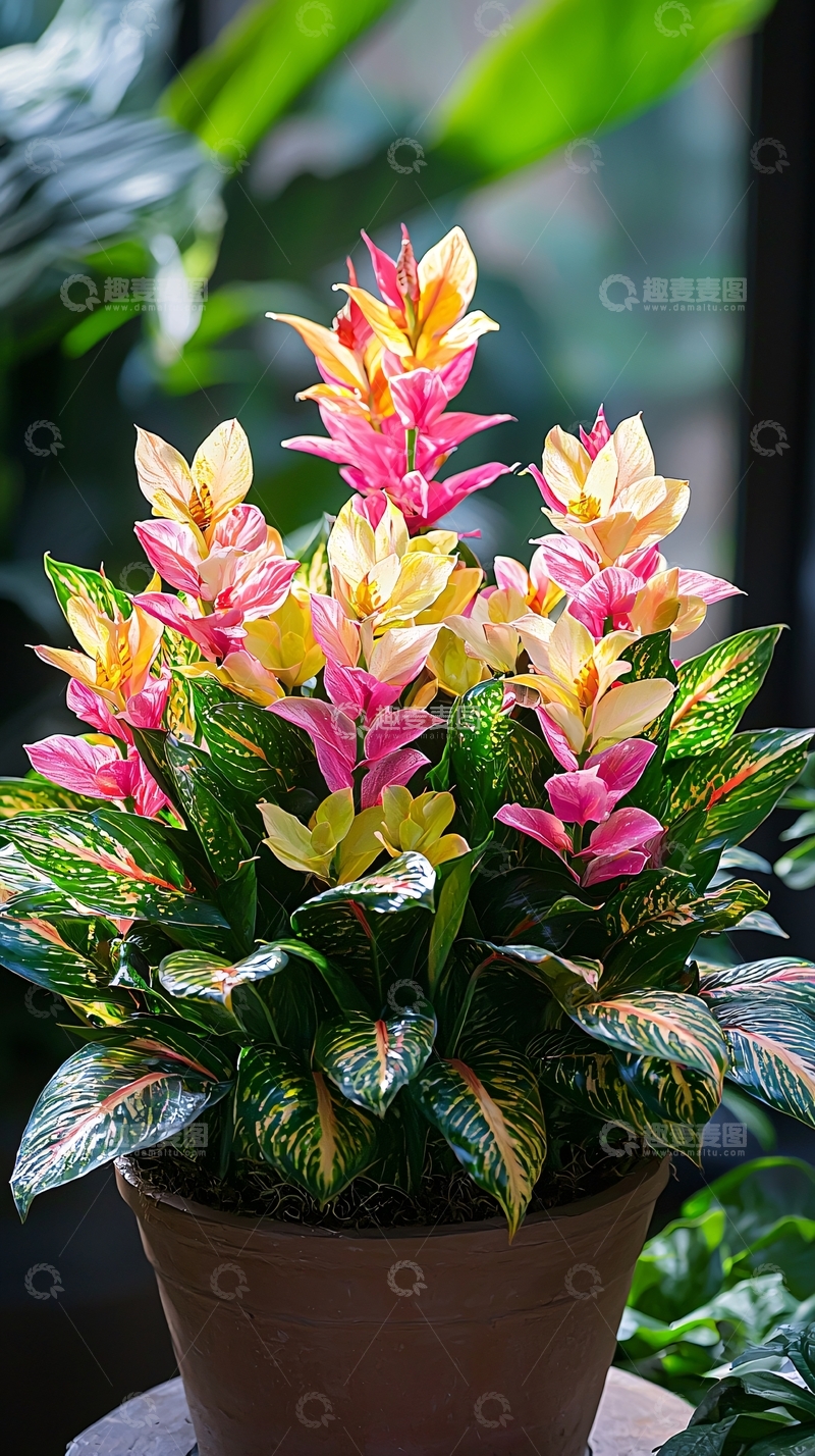 高清大图下载【趣麦麦图】娇艳的凤梨科植物盆栽