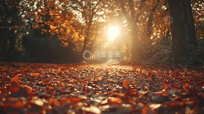 高清大图下载【趣麦麦图】秋日落叶小路阳光