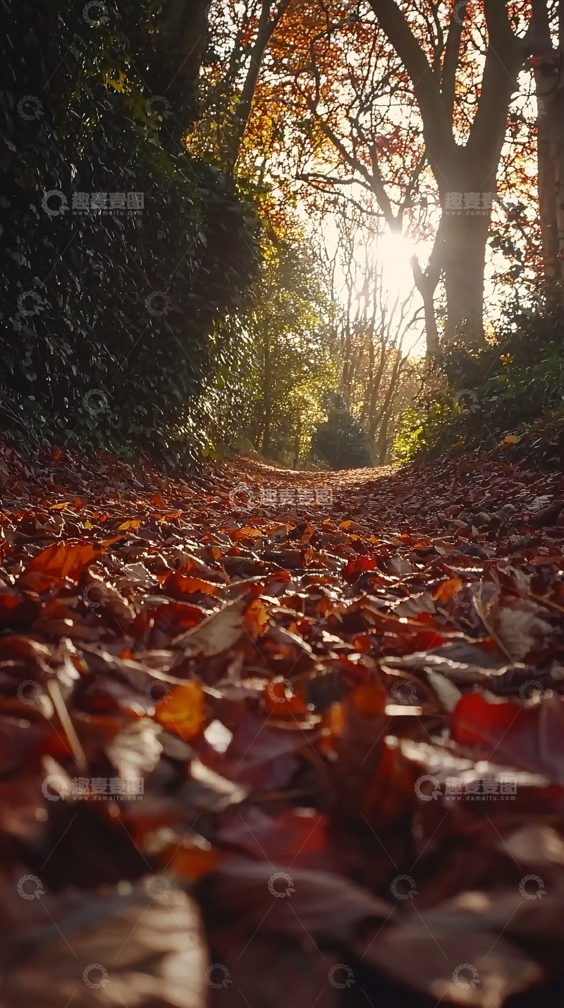 高清大图下载【趣麦麦图】秋叶小路阳光洒满地