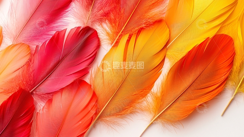 高清大图下载【趣麦麦图】彩色羽毛特写