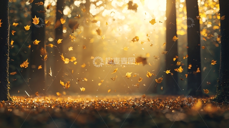 高清大图下载【趣麦麦图】阳光森林秋叶飞舞