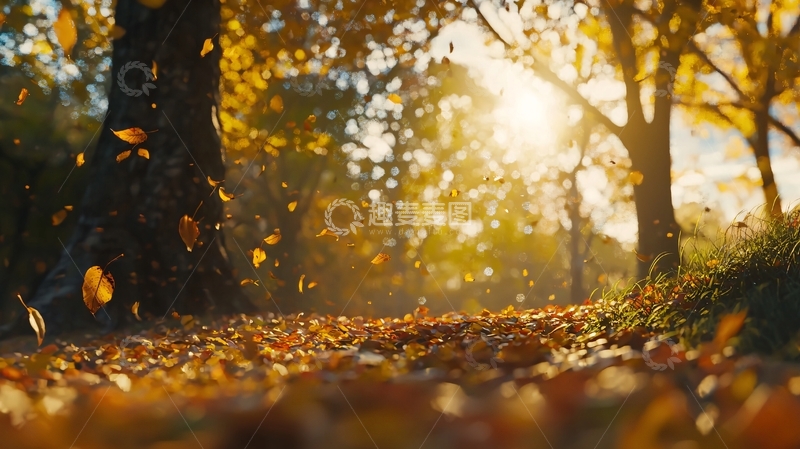 高清大图下载【趣麦麦图】秋日阳光下的落叶