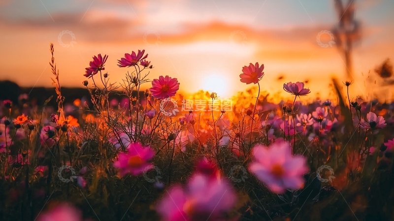 高清大图下载【趣麦麦图】落日余晖下的粉色花田