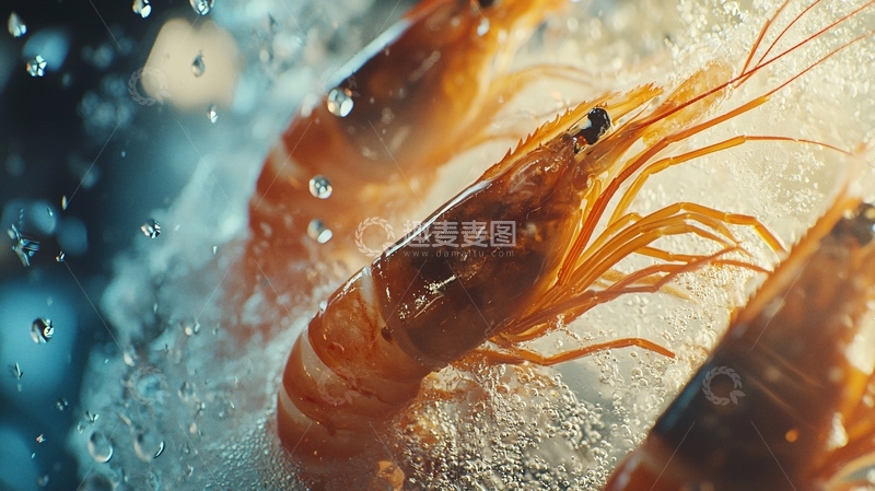 高清大图下载【趣麦麦图】冰鲜虾仁特写
