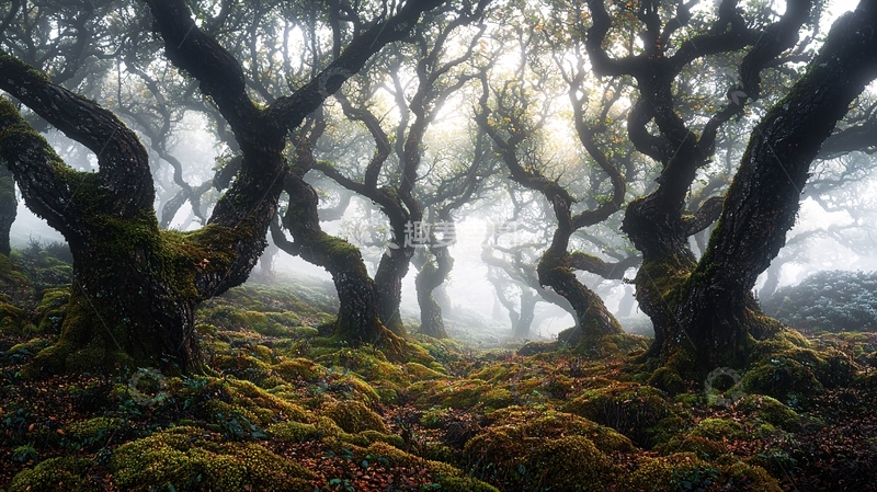 高清大图下载【趣麦麦图】雾中扭曲的树林