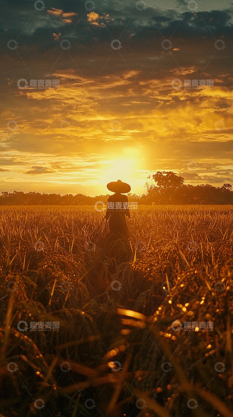高清大图下载【趣麦麦图】日落稻田剪影