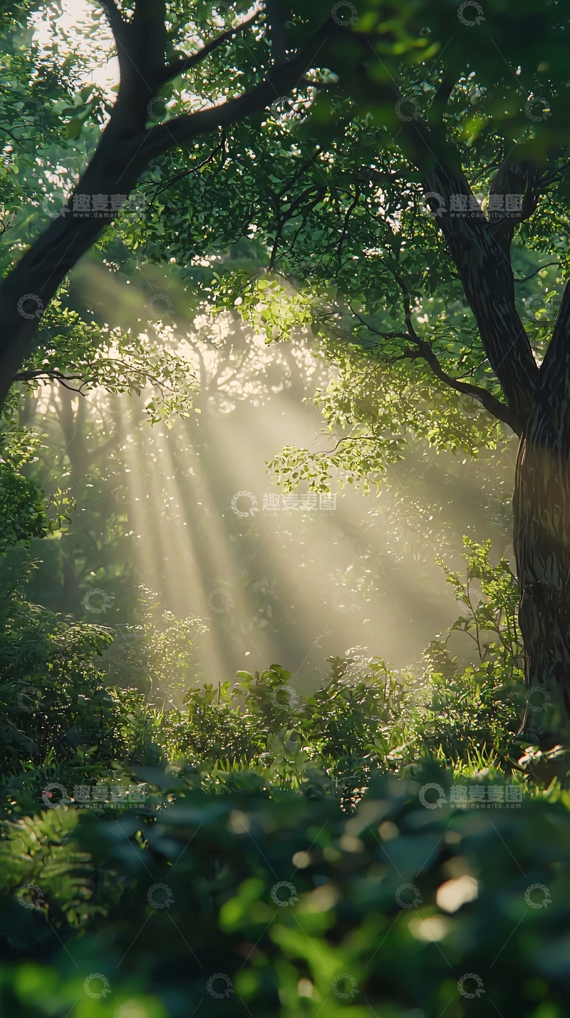 高清大图下载【趣麦麦图】森林阳光透过树叶