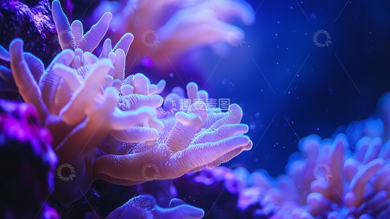 高清大图下载【趣麦麦图】蓝色珊瑚