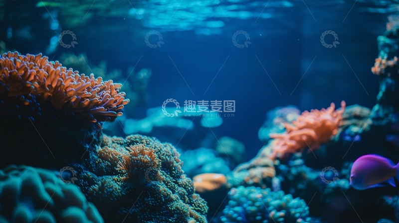 高清大图下载【趣麦麦图】深海珊瑚礁景观