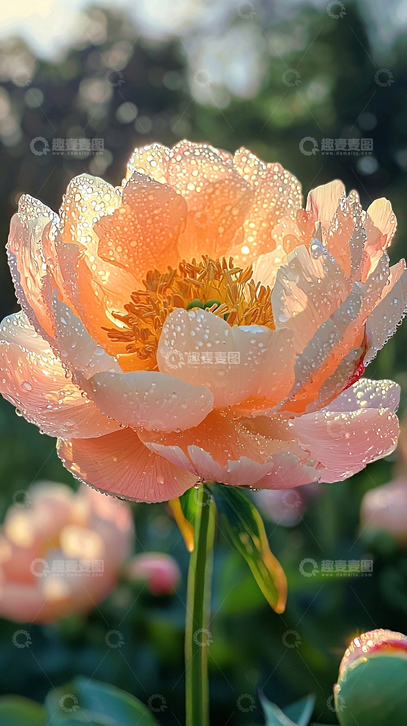 高清大图下载【趣麦麦图】清晨阳光下的粉色牡丹花