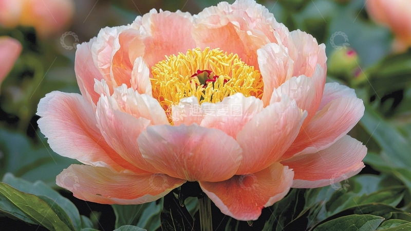 高清大图下载【趣麦麦图】盛开的粉色牡丹花特写