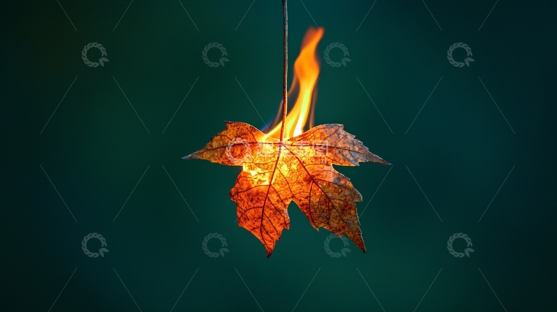 高清大图下载【趣麦麦图】燃烧的枫叶特写