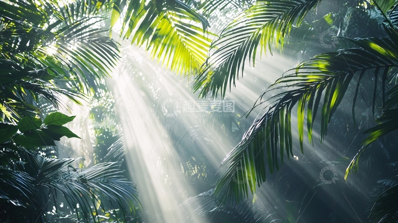 高清大图下载【趣麦麦图】阳光透过雨林树叶