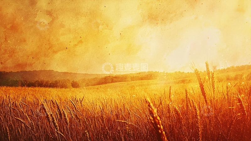 高清大图下载【趣麦麦图】金黄麦田夕阳景色