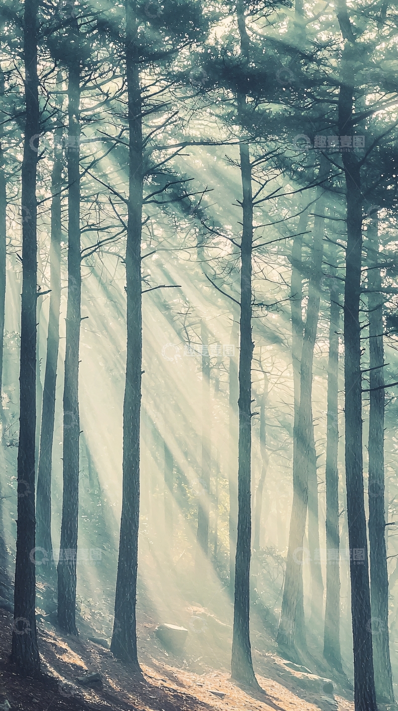 高清大图下载【趣麦麦图】森林光线穿透