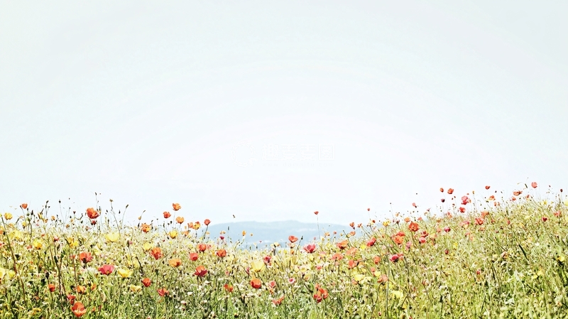 高清大图下载【趣麦麦图】极简风格野花田野