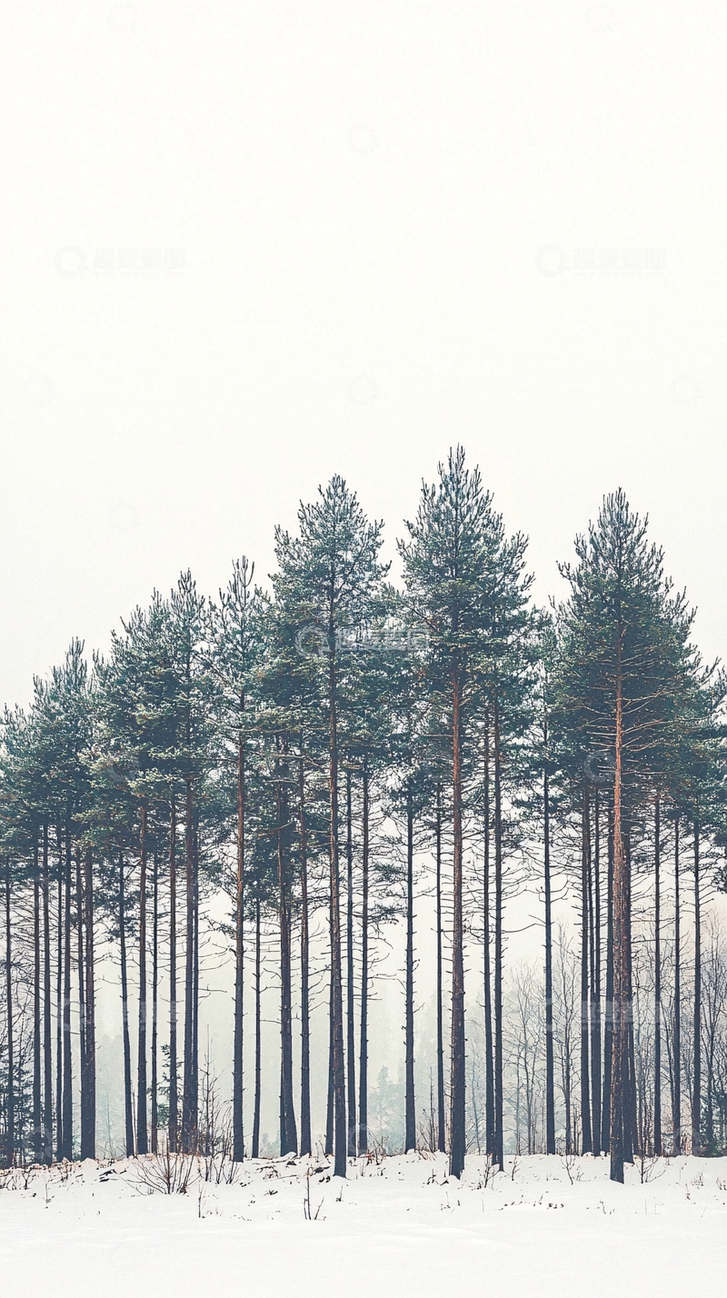 高清大图下载【趣麦麦图】冬季松树林