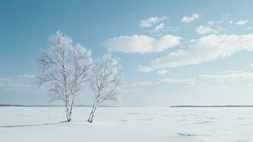 冰雪覆盖下的白桦树