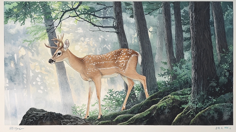 高清大图下载【趣麦麦图】森林清晨白尾鹿