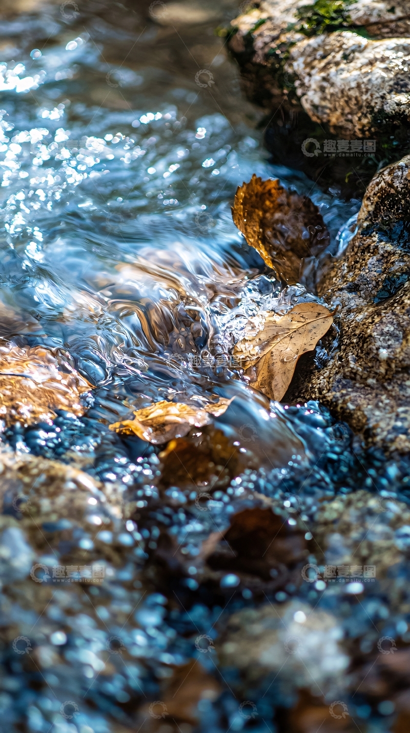 高清大图下载【趣麦麦图】清澈溪流中飘落的树叶