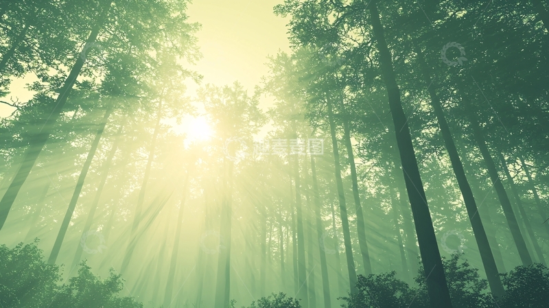 高清大图下载【趣麦麦图】阳光透过雾气森林