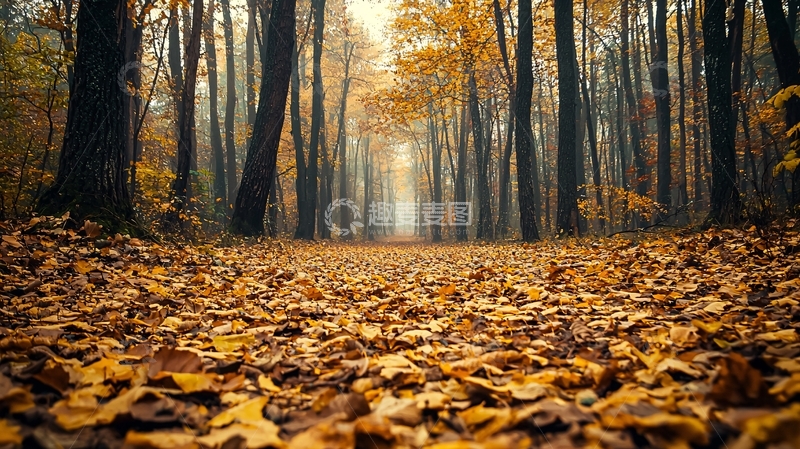 高清大图下载【趣麦麦图】秋日森林小路