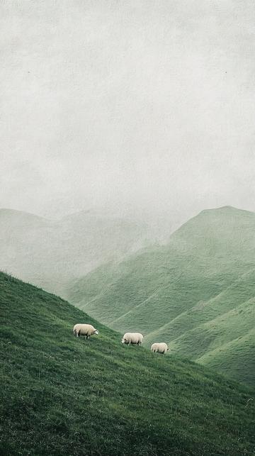 三只绵羊在绿山上吃草