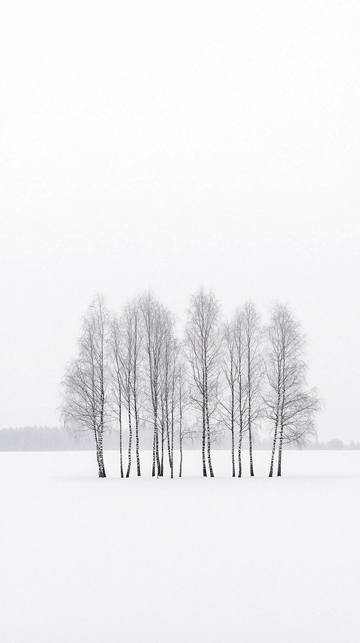 雪地里的白桦树