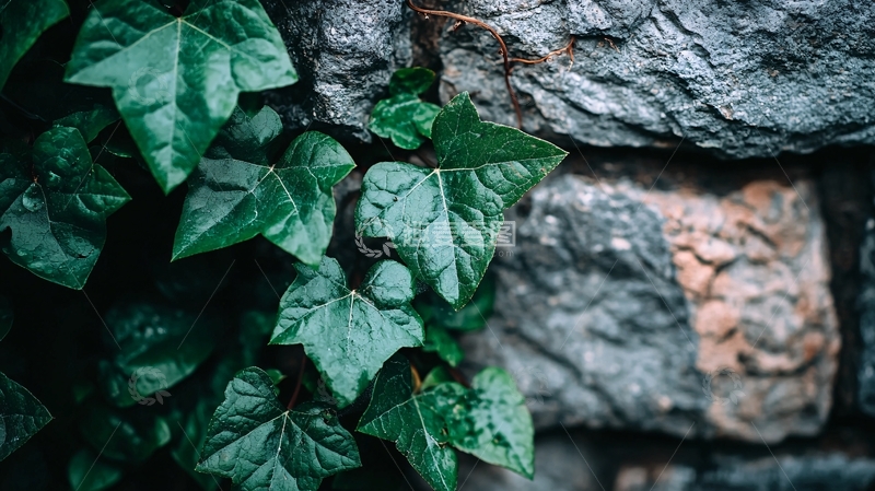 高清大图下载【趣麦麦图】绿叶爬墙石墙
