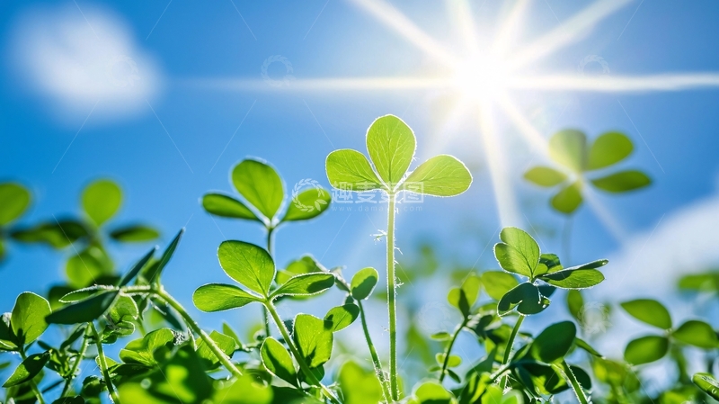 高清大图下载【趣麦麦图】阳光下的绿叶