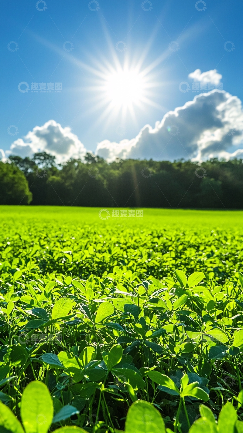 高清大图下载【趣麦麦图】阳光明媚的绿油油田野