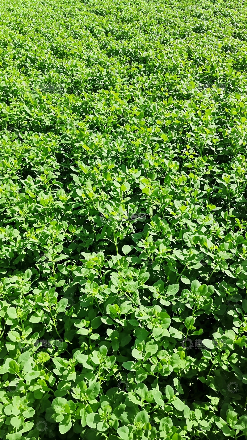 高清大图下载【趣麦麦图】绿色植物覆盖的广阔田野
