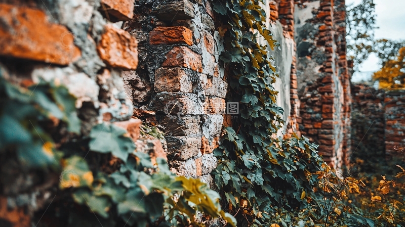高清大图下载【趣麦麦图】爬满绿植的古老红砖墙